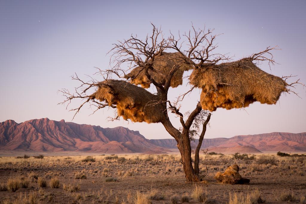 Desert Camp Сесрием Екстериор снимка